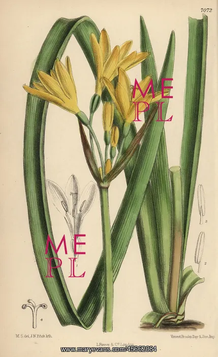 : Anoiganthus breviflorus, yellow lily native : Anoiganthus breviflorus, yellow lily native