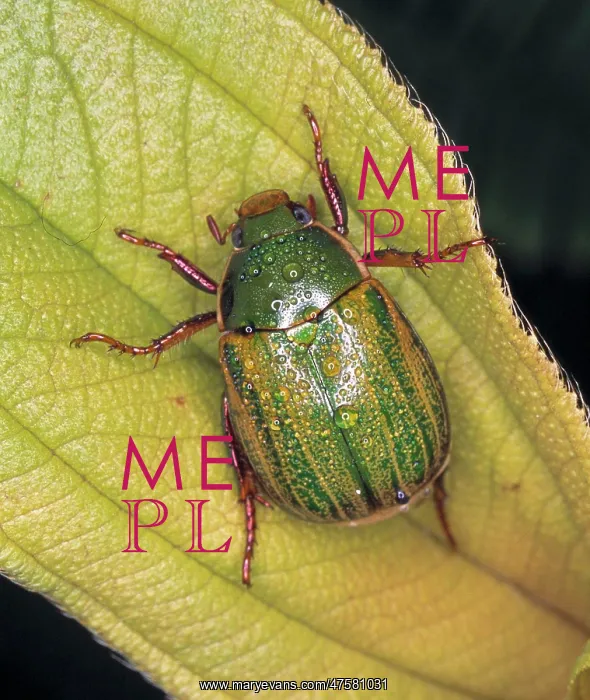 : Anomala sp. chafer beetle : Anomala sp. chafer beetle