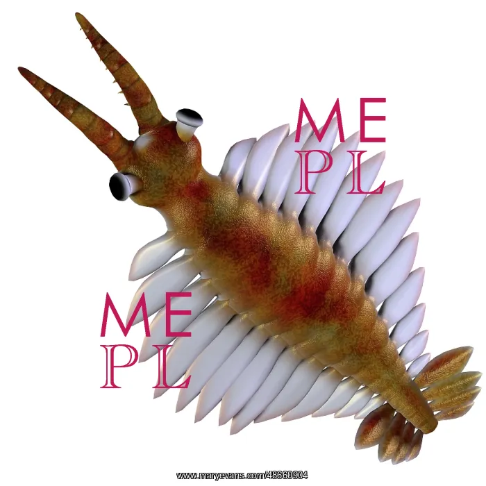: Anomalocaris from the Cambrian Period : Anomalocaris from the Cambrian Period