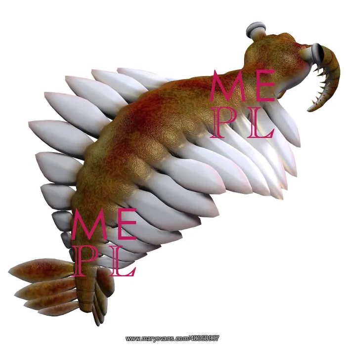 : Anomalocaris from the Cambrian Period : Anomalocaris from the Cambrian Period