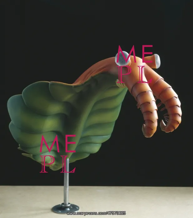  : Anomalocaris canadensis