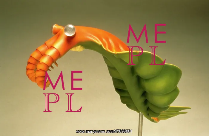 : Anomalocaris model : Anomalocaris model