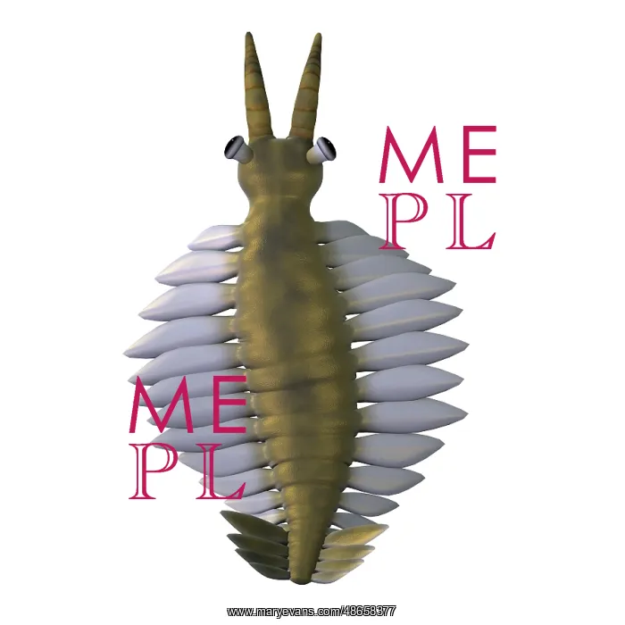 : Anomalocaris, overhead view on white background : Anomalocaris, overhead view on white background