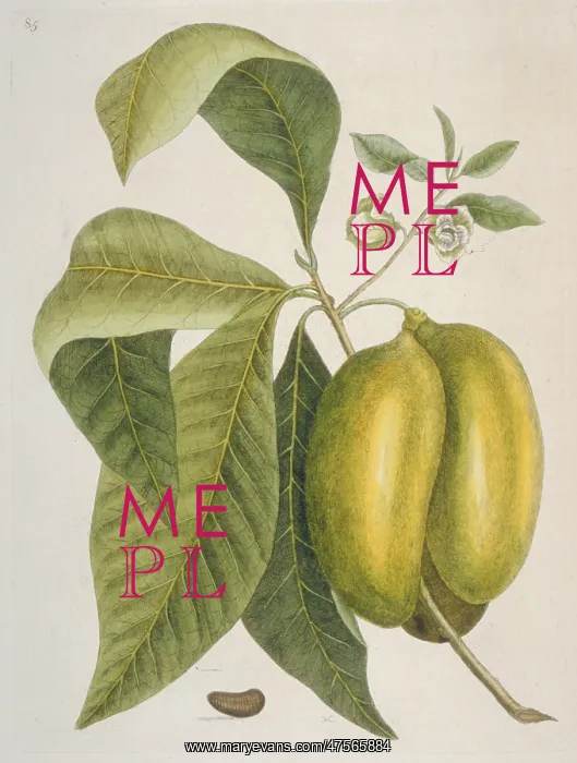 : Anona sp. soursop : Anona sp. soursop