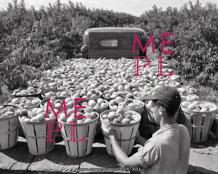 : Anonymous Fruit Farmer in Orchard Loading Baskets of Peaches : Anonymous Fruit Farmer in Orchard Loading Baskets of Peaches