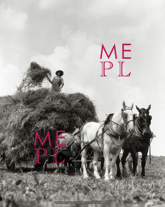 : Anonymous Man Farm Hand Loading New Mown Hay on : Anonymous Man Farm Hand Loading New Mown Hay on