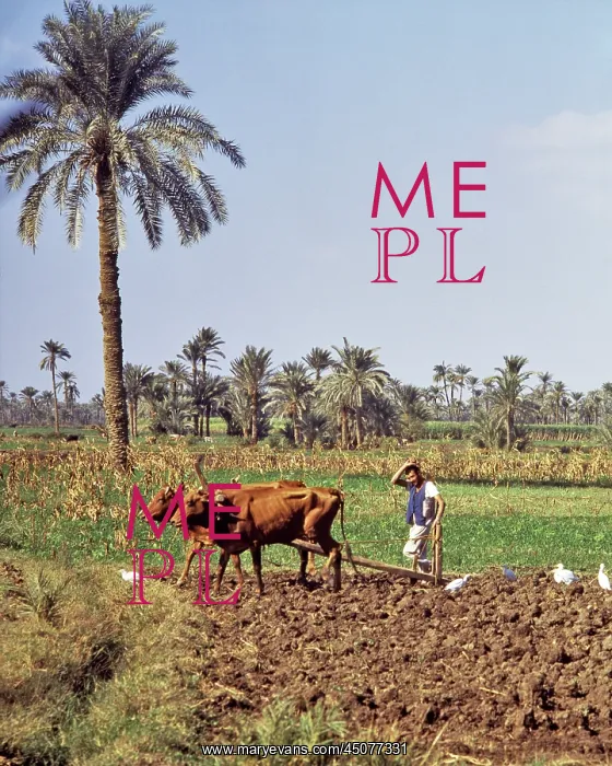 : Anonymous Man Farmer Plowing a Field : Anonymous Man Farmer Plowing a Field
