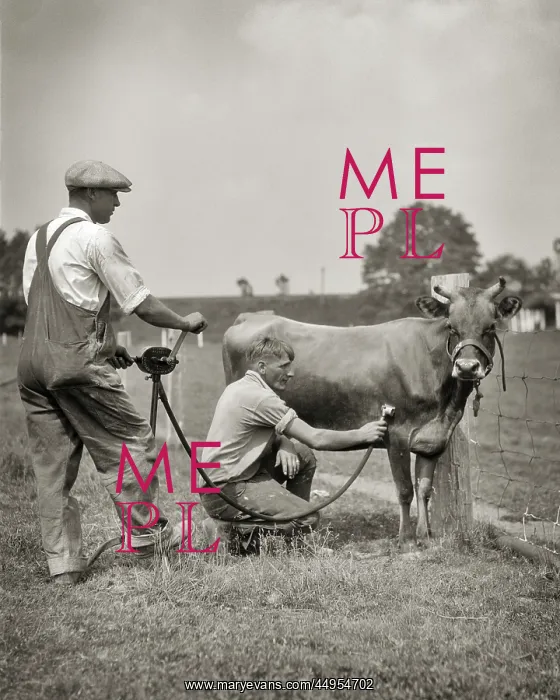 : Two Anonymous Men Dairy Farmers Using Hand Cranked : Two Anonymous Men Dairy Farmers Using Hand Cranked