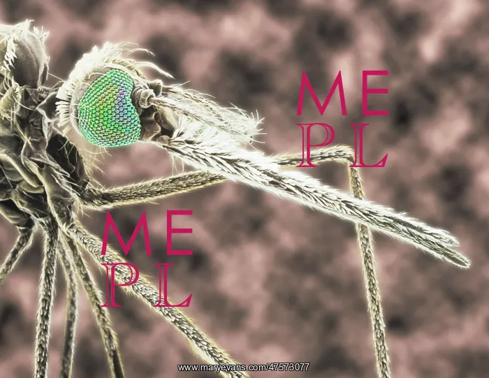 : Anopheles gambiae, mosquito : Anopheles gambiae, mosquito