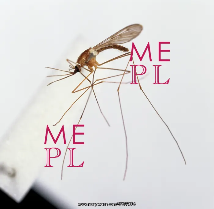 : Anopheles labranchiae, mosquito : Anopheles labranchiae, mosquito