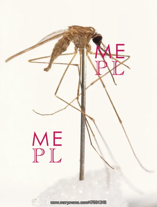 : Anopheles labranchiae, mosquito : Anopheles labranchiae, mosquito