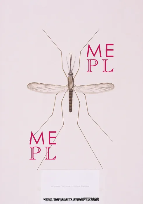 : Anopheles plumbeus, mosquito : Anopheles plumbeus, mosquito