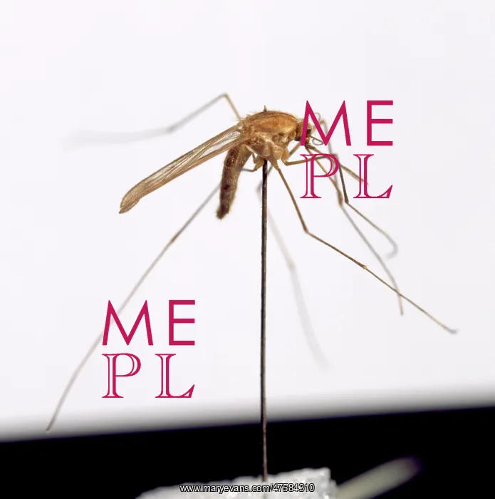 : Anopheles sacharori, mosquito : Anopheles sacharori, mosquito