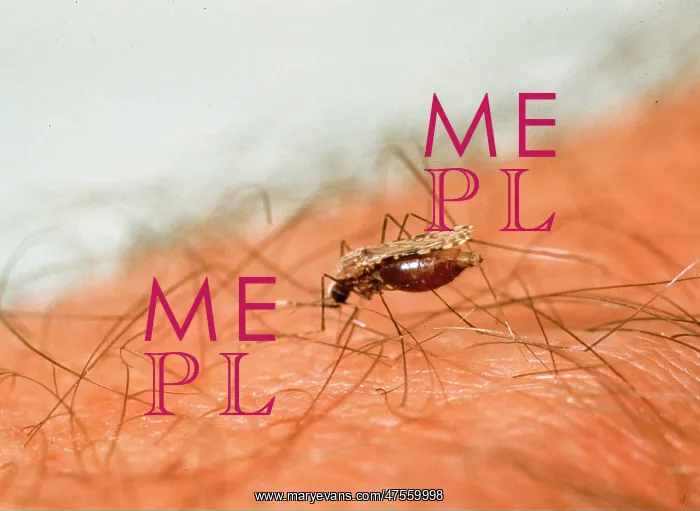 : Anopheles sp. anopheline mosquito : Anopheles sp. anopheline mosquito