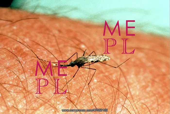 : Anopheles sp, anopheline mosquito : Anopheles sp, anopheline mosquito