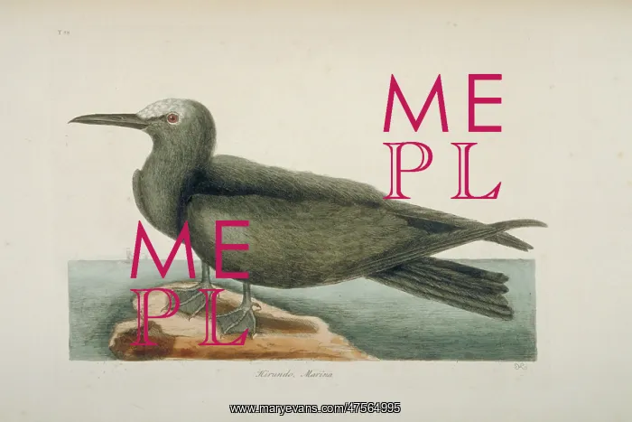 : Anous stolidus, brown noddy : Anous stolidus, brown noddy