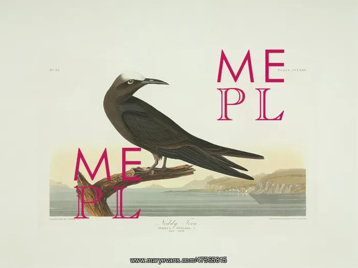 : Anous stolidus, brown noddy : Anous stolidus, brown noddy