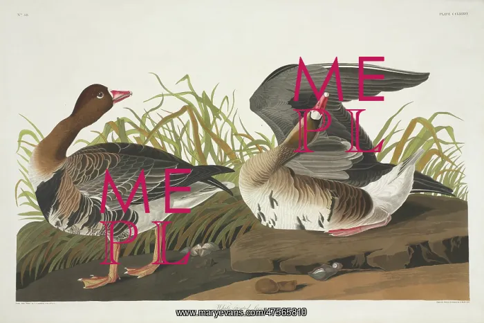 : Anser albifrons, greater white-fronted goose : Anser albifrons, greater white-fronted goose