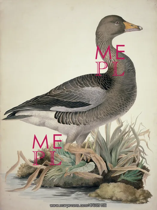 : Anser anser, greylag goose : Anser anser, greylag goose