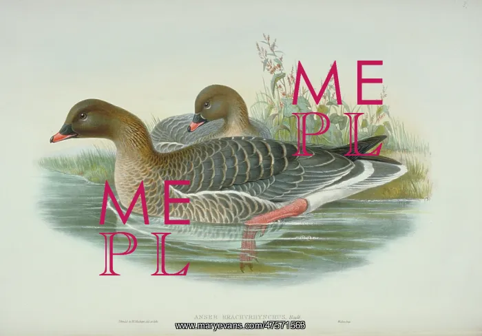 : Anser brachyrhynchus, pink-footed goose : Anser brachyrhynchus, pink-footed goose