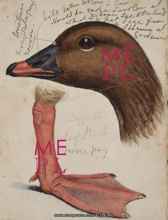 : Anser brachyrhynchus, pink-footed goose : Anser brachyrhynchus, pink-footed goose