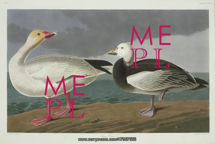 : Anser caerulescens, snow goose : Anser caerulescens, snow goose