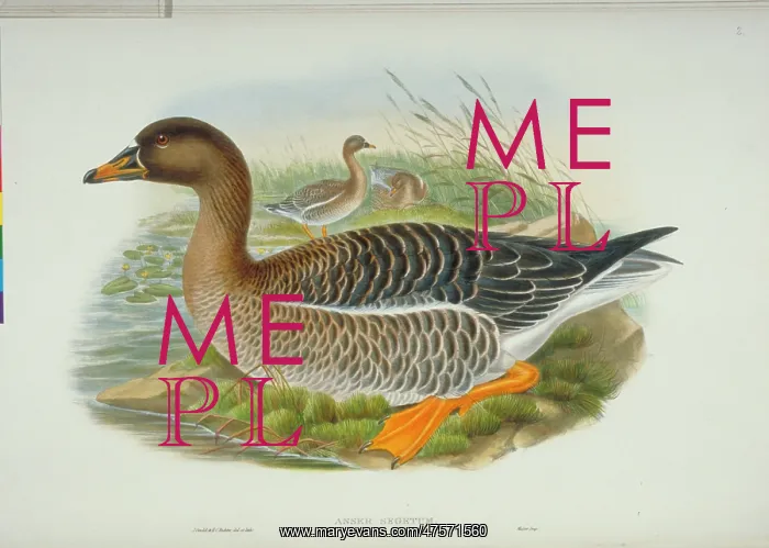 : Anser fabalis, bean goose : Anser fabalis, bean goose