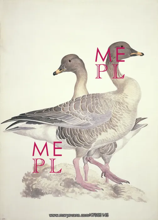 : Anser fabalis, bean goose : Anser fabalis, bean goose