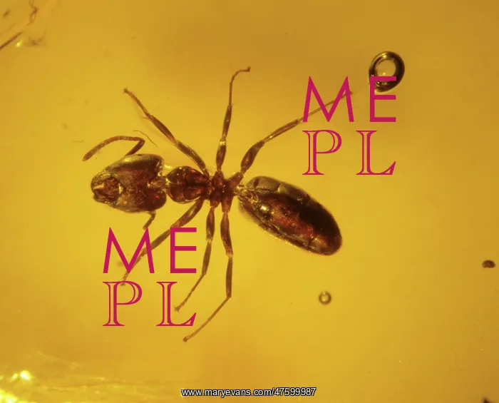 : Ant in amber : Ant in amber