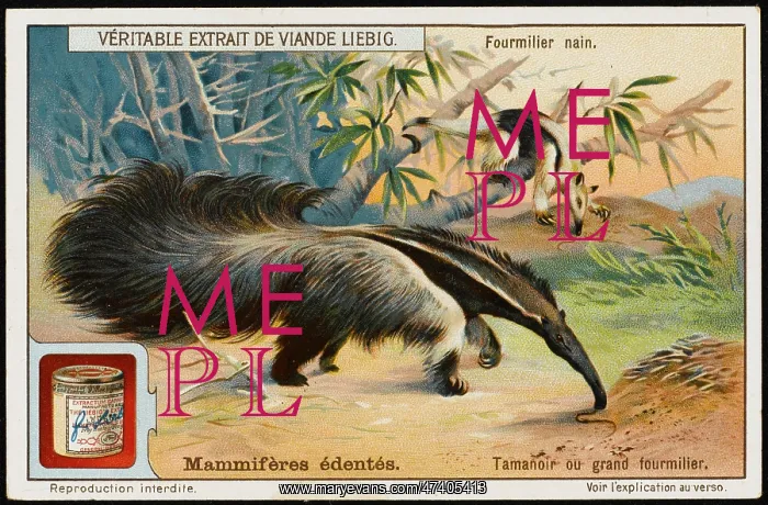  : ANT-EATER (LIEBIG)