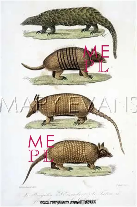 : ANT-EATER / PANGOLIN C1840 : ANT-EATER / PANGOLIN C1840