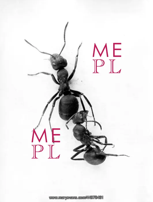  : ANT PULLING ANT