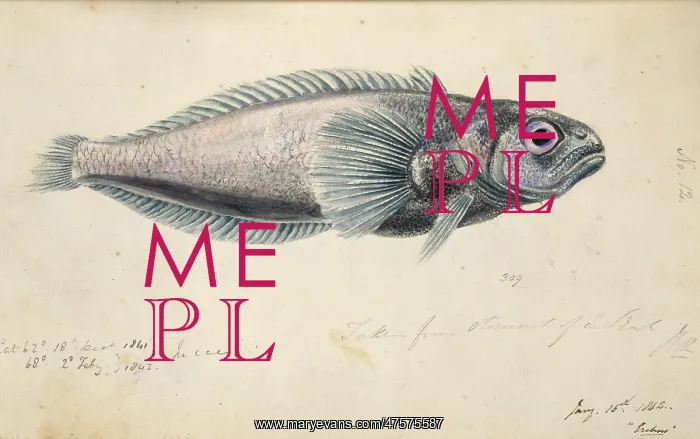 : Antarctic fish illustration : Antarctic fish illustration