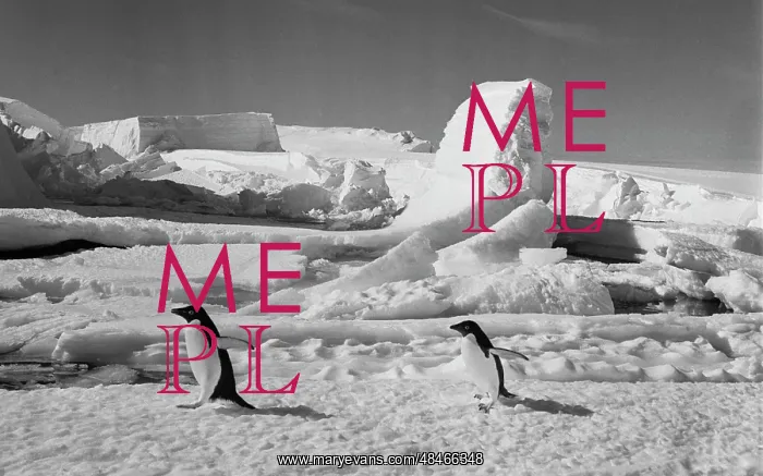 : Antarctic penguins : Antarctic penguins