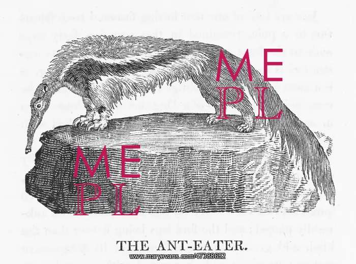 : ANTEATER (BEWICK) : ANTEATER (BEWICK)
