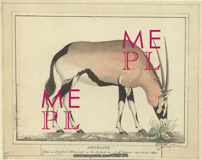 : Antelope. Plate No. 32 by George Raper (c : Antelope. Plate No. 32 by George Raper (c
