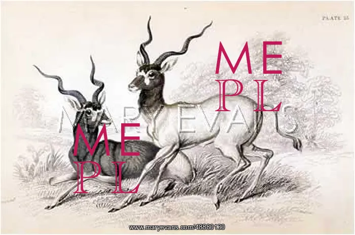  : ANTELOPE / ADDAX / NL