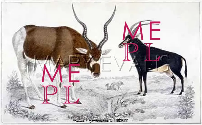  : ANTELOPE / ADDAX & SABLE