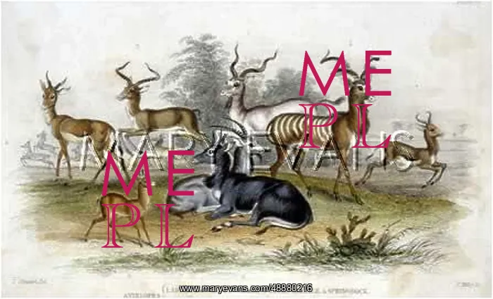: ANTELOPE / GROUP / STEWART : ANTELOPE / GROUP / STEWART