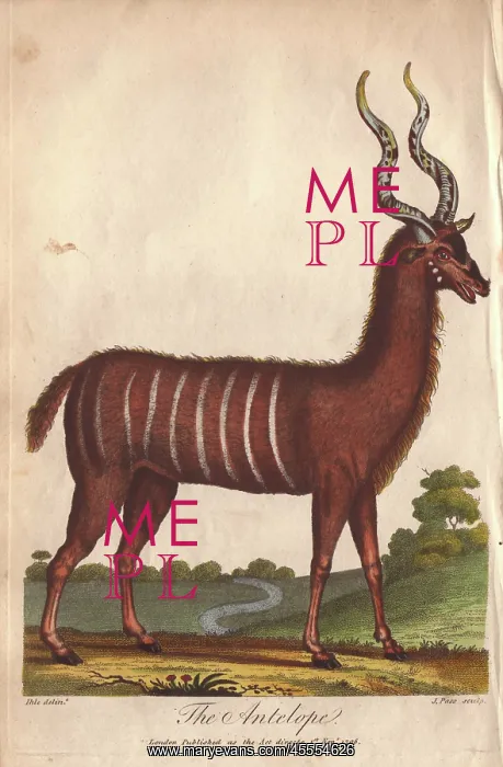 : Antelope or impala, Aepyceros melampus : Antelope or impala, Aepyceros melampus