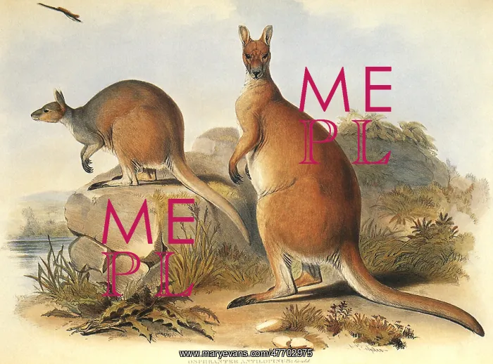 : Antelope Kangaroo, Macropus antilopinus : Antelope Kangaroo, Macropus antilopinus