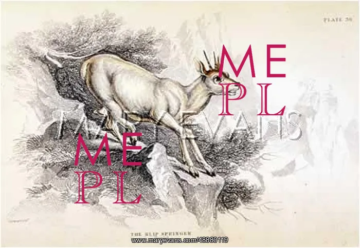  : ANTELOPE / KLIPSPRINGER / NL