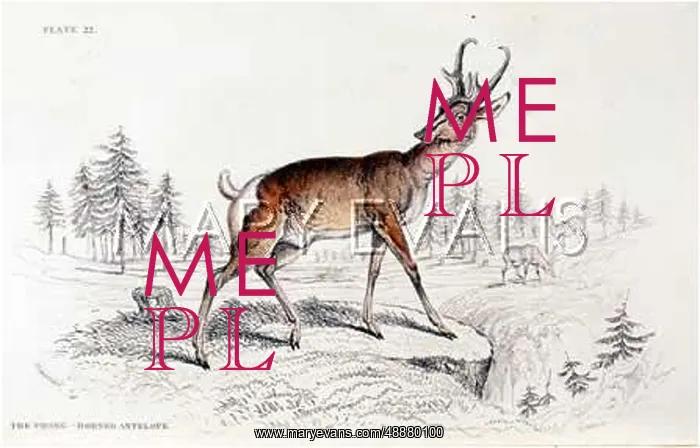  : ANTELOPE / PRONG-HORNED / NL