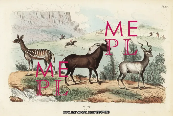 : Antelope species : Antelope species