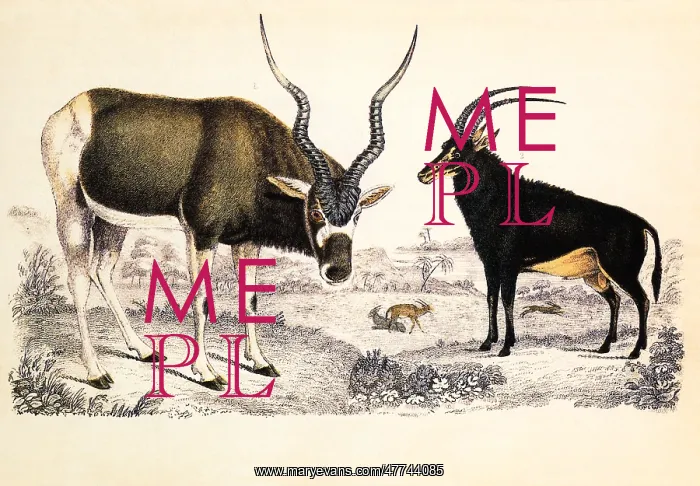  : Antelopes