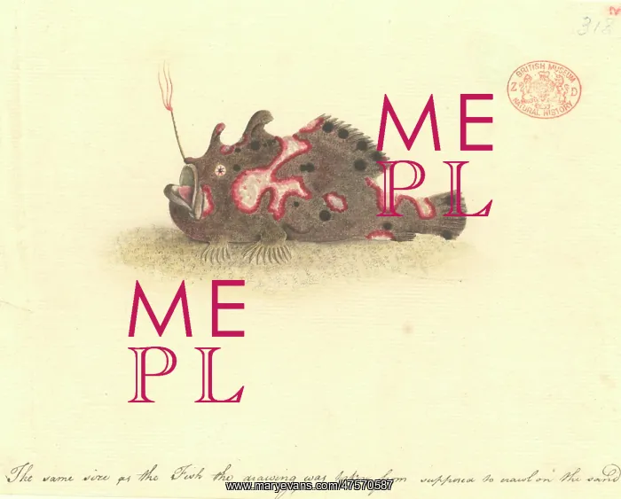 : Antennarius pictus, painted frogfish : Antennarius pictus, painted frogfish