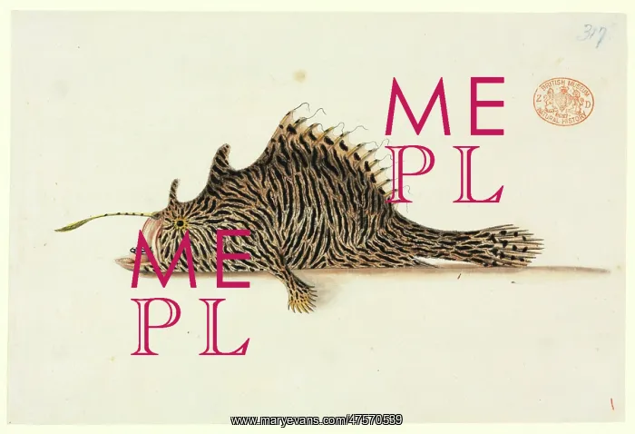 : Antennarius striatus, striped anglerfish : Antennarius striatus, striped anglerfish