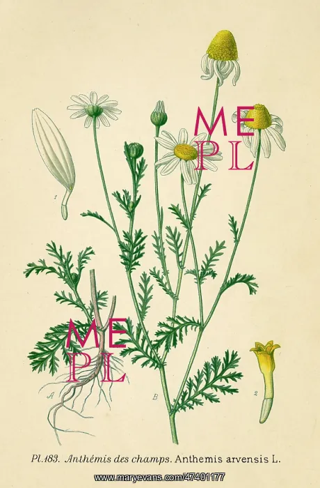  : ANTHEMIS ARVENSIS