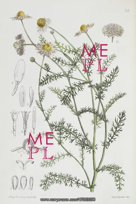 : Anthemis nobilis, chamomile : Anthemis nobilis, chamomile