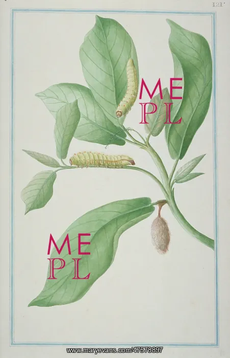 : Antheraea sp. Emperor moth caterpillars : Antheraea sp. Emperor moth caterpillars
